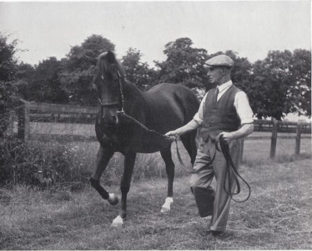 Фото лошади по кличке Гиперион