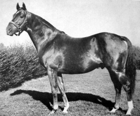 Фото сына Гипериона жеребца Алибхаи