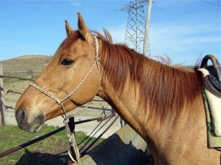 Фото лошади каурой масти