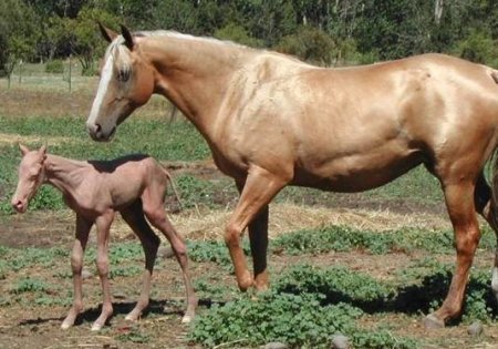 Голая лошадь - спонтанная мутация