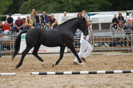 Фото лошади породы нониус вороной  масти