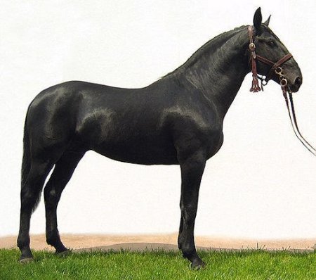 Фото лошади породы нониус вороной  масти