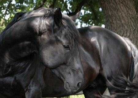 Фото лошади породы нониус вороной  масти