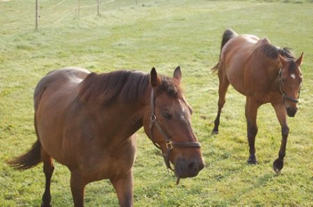 Фото лошадей породы нониус