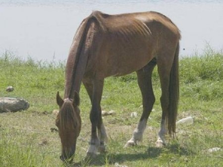 Фото лошади нигерийской породы рыжей масти