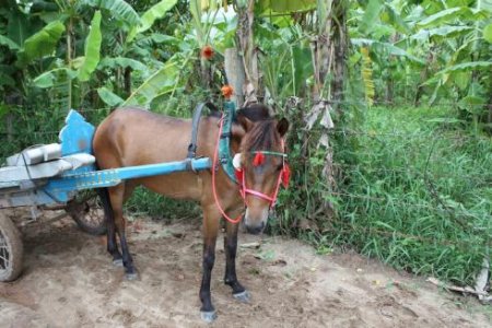 Фото лошади нигерийской породы гнедой масти
