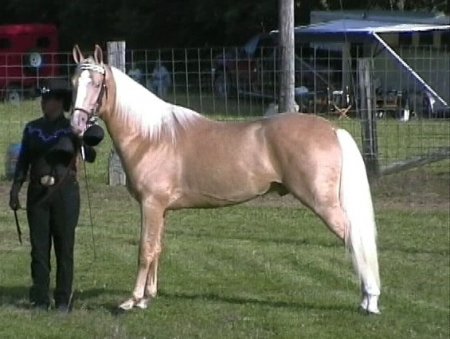 Фото лошади золотой масти