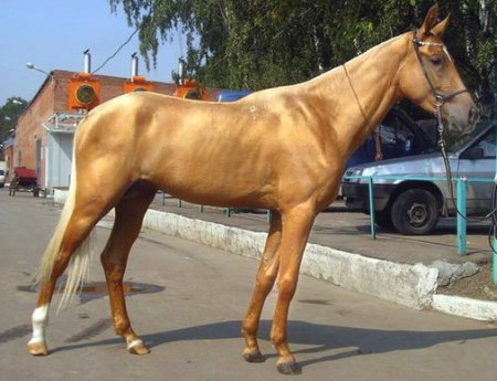 Золотая масть лошадей: фото, описание