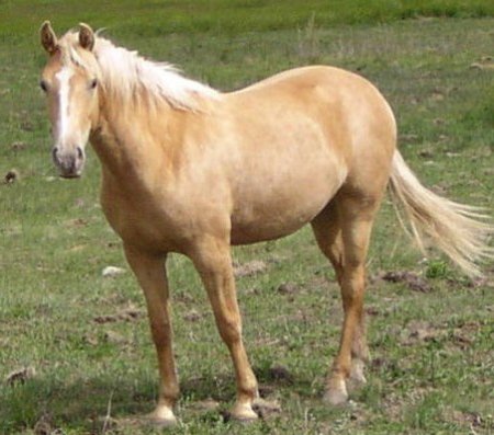 Фото лошади золотой масти