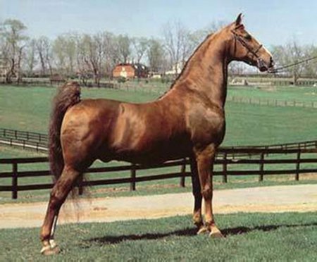 Фото лошади кентуккийской горной верховой породы рыжей масти