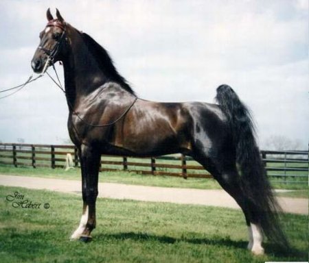 Кентуккийская горная верховая порода лошадей: фото, описание, история происхождения