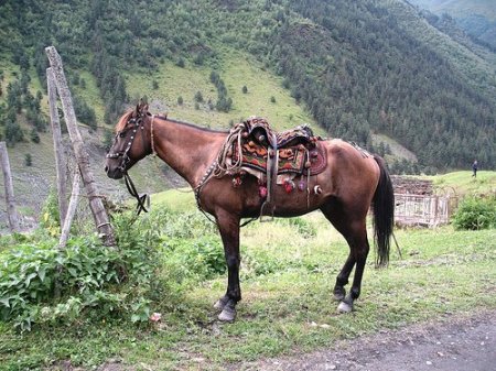 Албанская (мизекайская) порода лошадей: фото, описание, история происхождения