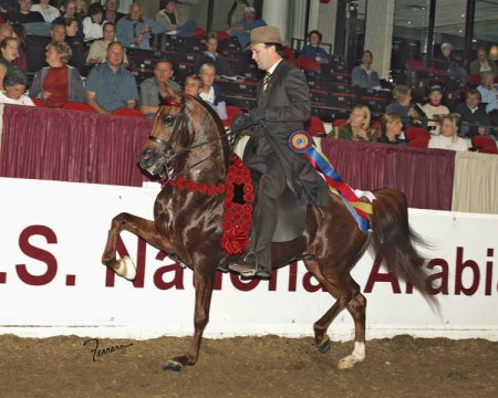 Фото национальной шоу-лошади рыжей масти