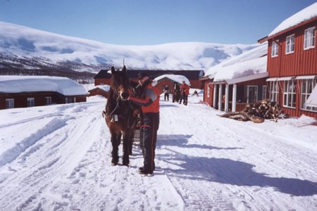 Фото лошади породы доле гудбрандсдал гнедой масти