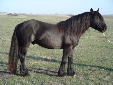 Доле гудбрандсдал (дольская лошадь): фото, описание, история происхождения