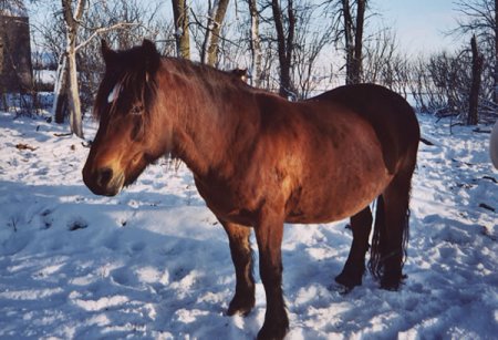 Фото лошади породы доле гудбрандсдал гнедой масти