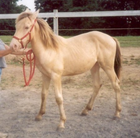 Фото лошади янтарной масти