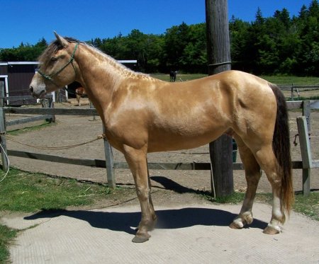 Янтарная масть лошадей: фото, описание
