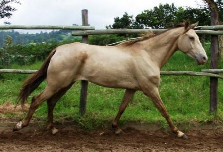 Фото лошади янтарной масти