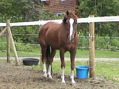 Лошадь Скалистых гор (Rocky Mountain Horse): фото, описание, историяпроисхождения » Сайт о лошадях KoHuKu.ru