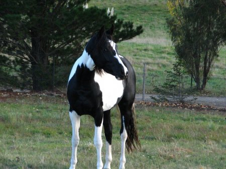 Фото лошади породы квараб вороно-пегой масти