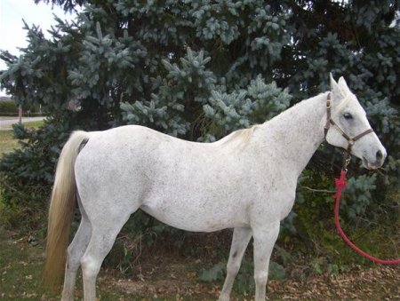 Фото лошади породы квараб серой в гречку масти