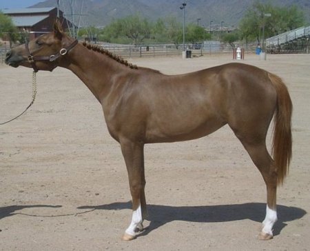 Фото лошади породы квараб рыжей масти
