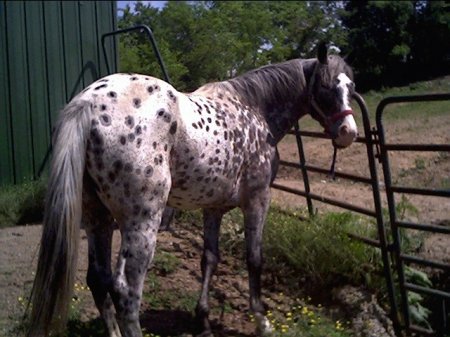 Лошади породы уокалуза (Walkaloosa Horse): фото, описание, история происхождения