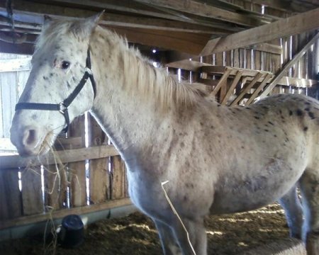 Фото лошади породы Уокалуза (Walkaloosa Horse) чубарой масти