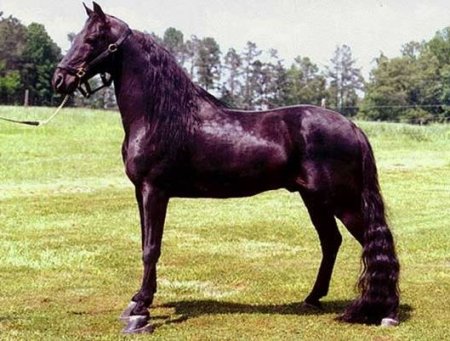 Лошади породы Рэкинг хорс (Racking Horse)