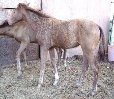 Фото жеребенка соболиной тигровой масти