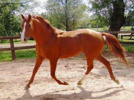 Фото лошади донской породы рыжей масти