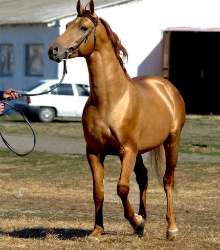 Породы скаковых лошадей с фото и описанием