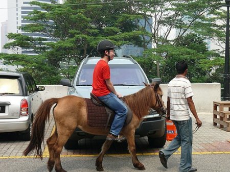 Фото пони породы батак рыжей масти