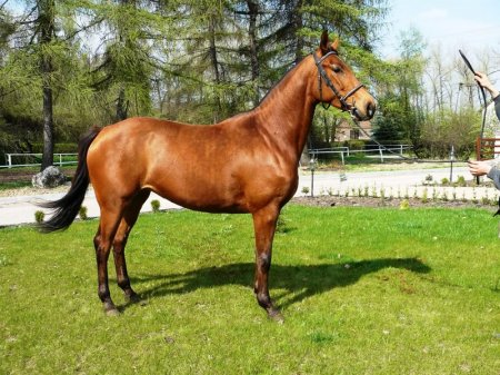Фото лошади малопольской породы гнедой масти