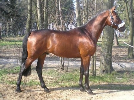 Фото лошади малопольской породы гнедой масти