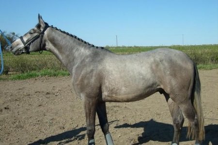 Фото лошади малопольской породы серой масти