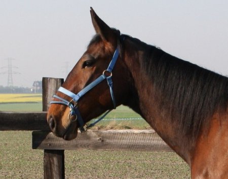Фото лошади малопольской породы гнедой масти