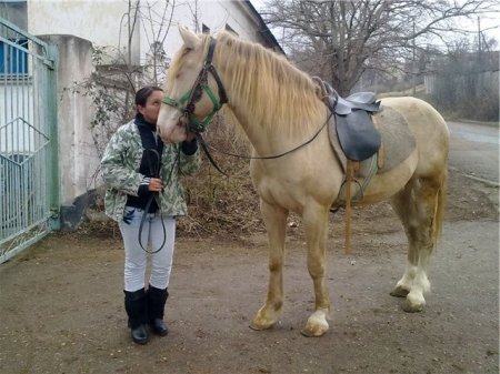 Фото лошади торийской породы изабелловой масти[