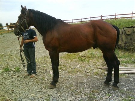 Фото лошади торийской породы гнедой масти
