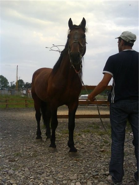 Фото лошади торийской породы гнедой масти