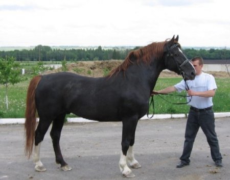 Фото лошади торийской породы игреневой масти