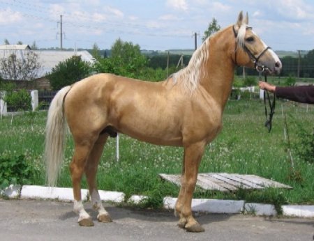 Фото лошади торийской породы соловой масти