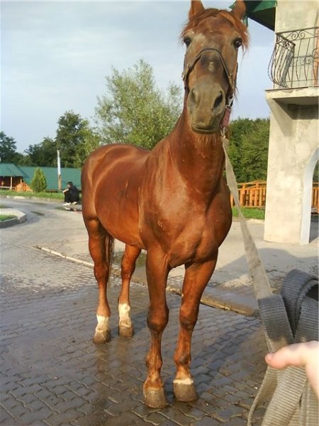 Фото лошади торийской породы рыжей масти