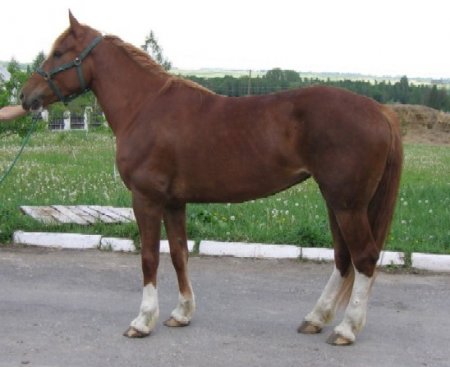 Фото лошади торийской породы рыжей масти