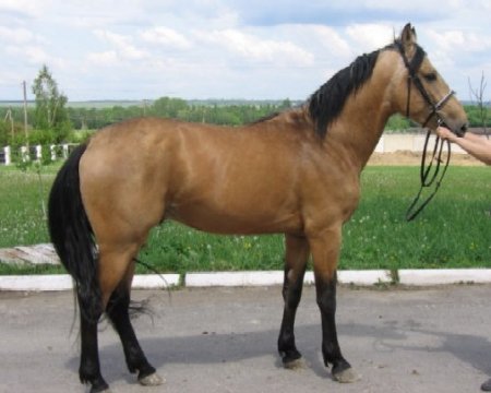 Фото лошади торийской породы буланой масти