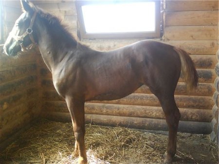 Фото жеребенка торийской породы рыжей масти