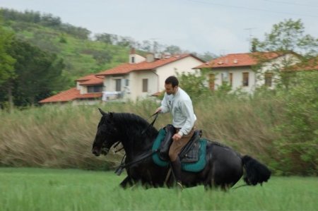 Фото лошади породы мареммано вороной масти