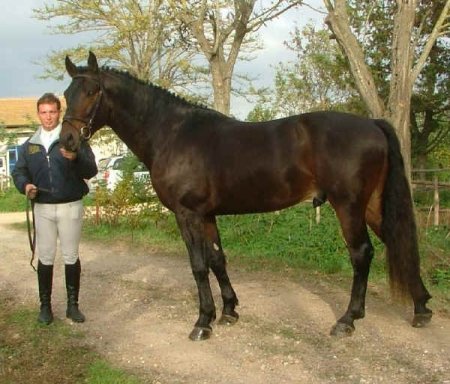 Фото лошади породы мареммано караковой масти