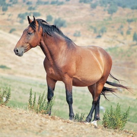 Лошади породы мареммано: фото, описание, история происхождеия